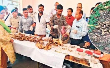 हाडौती में ऐसे कैसे पलेंगे टाइगर