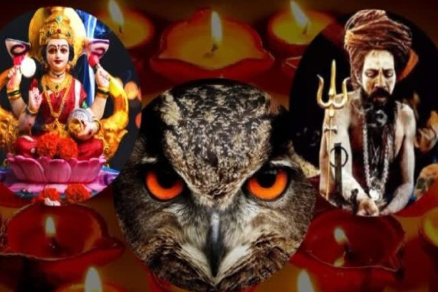 बेचारे उल्लूः दीपावली पर पड़े जान के लाले दीपावली पर ‘तांत्रिक पूजा' के लिए उल्लुओं की मांग हरिद्वार