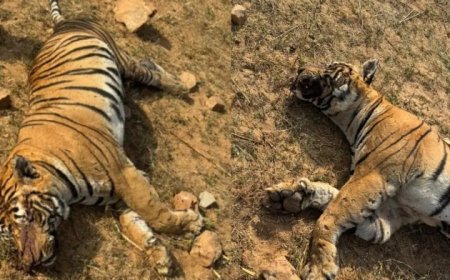 रणथंभौर नेशनल पार्क के टाइगर टी-86 की मौत, शरीर व मुंह पर चोट के निशान