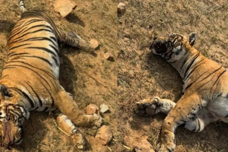 रणथंभौर नेशनल पार्क के टाइगर टी-86 की मौत, शरीर व मुंह पर चोट के निशान