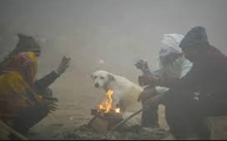 माइनस एक डिग्री के साथ | फतेहपुर की रात सबसे सर्द कांपा राजस्थान