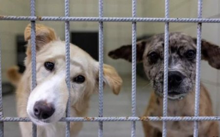 दिल्ली में आवारा कुत्तों के मुद्दे पर सुप्रीम कोर्ट अपने पूर्व आदेश की समीक्षा कर रहा है।