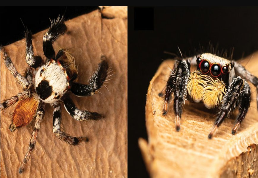 नई प्रजातियों की खोज: भारत में मिलीं jumping spider की 2 नई प्रजातियां
